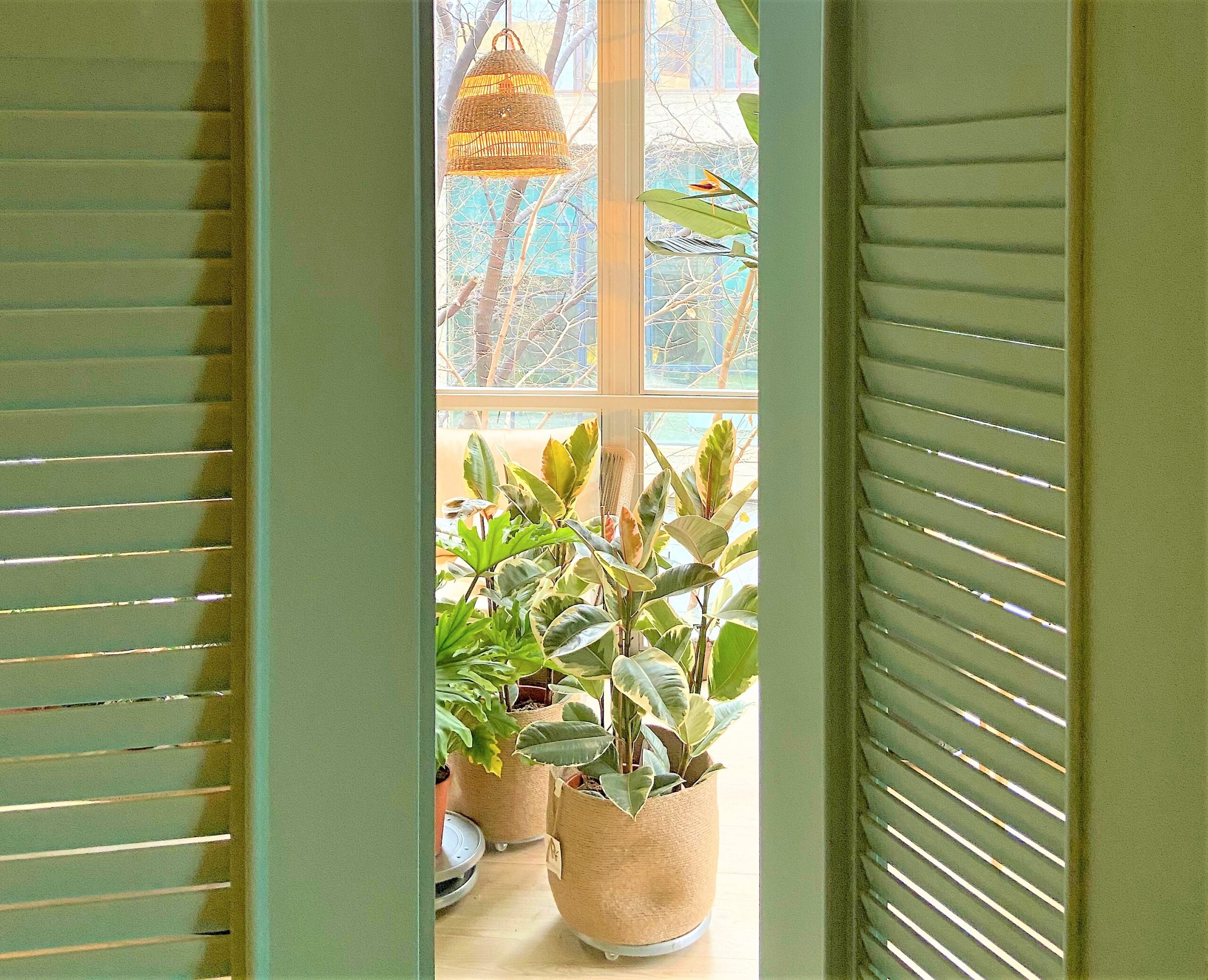 Through a set of green opened doors we can see a bright living space with tall tropicals bathed with sunlight.