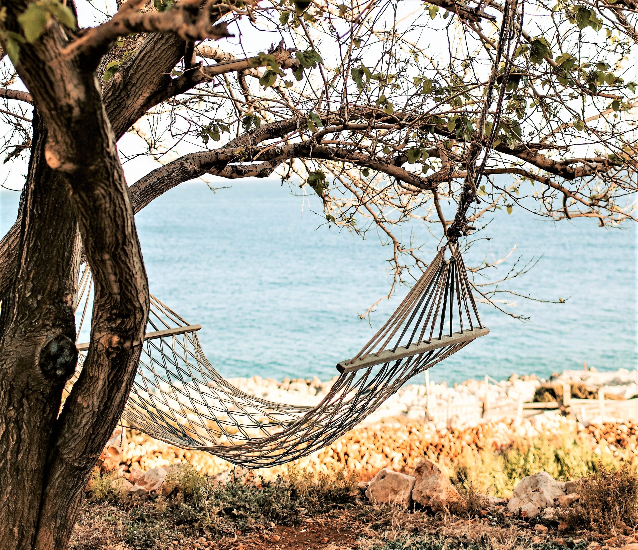 A hammock is gently swaying under an old tree on the shore with the ocean as a background.
