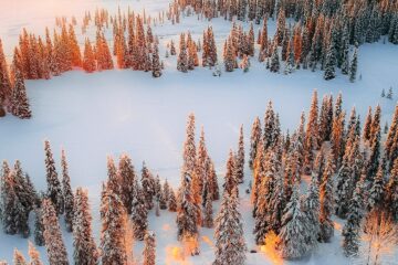 Picturesque lakeside panorama under the snow with loads of pine trees lining extends of white covered grounds.