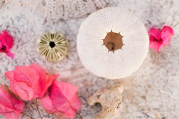 A white urchin sits on a pink sand beach with a bouquet of bright fuchsia bougainvilleas.