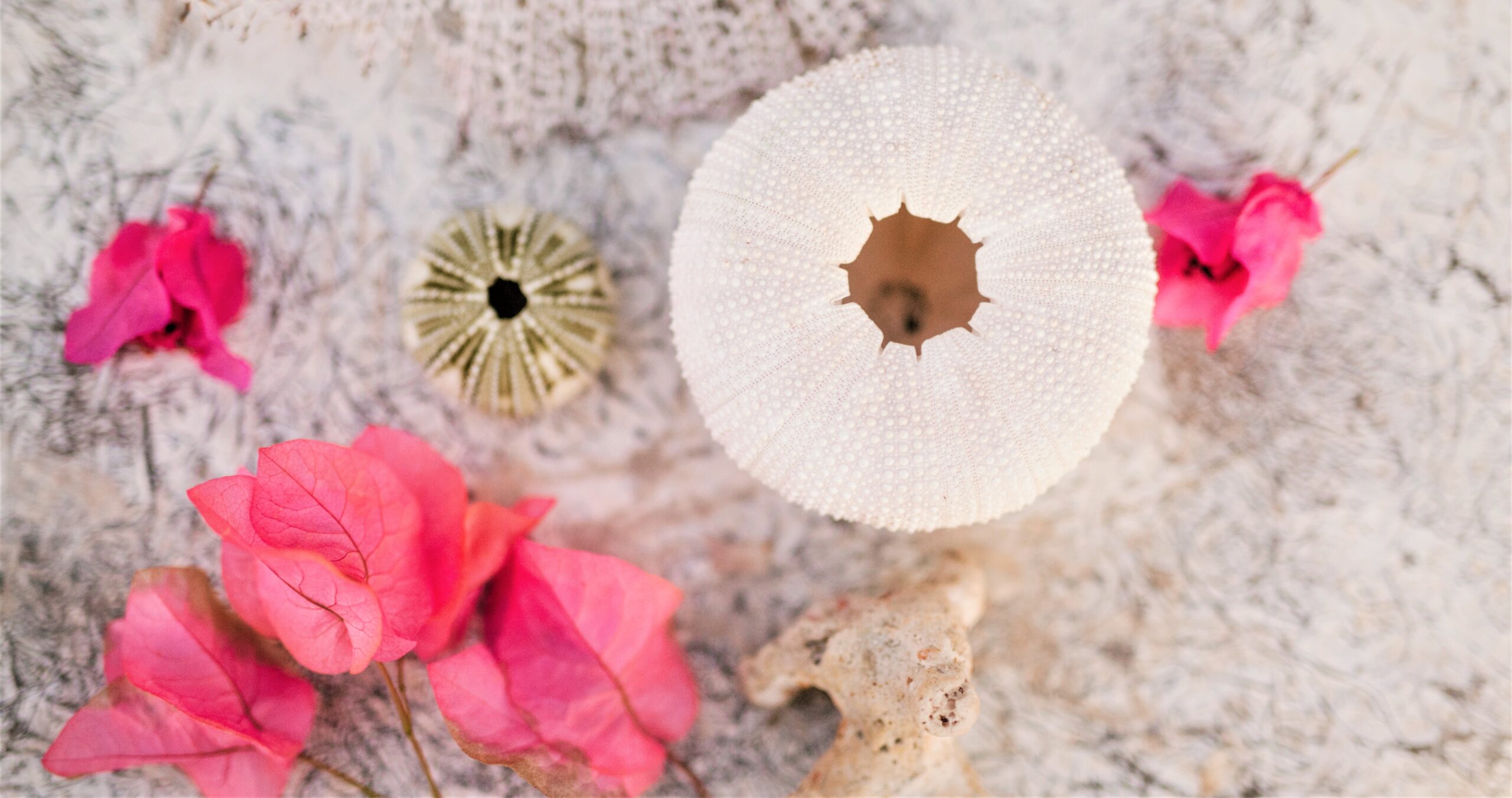 A white urchin sits on a pink sand beach with a bouquet of bright fuchsia bougainvilleas.