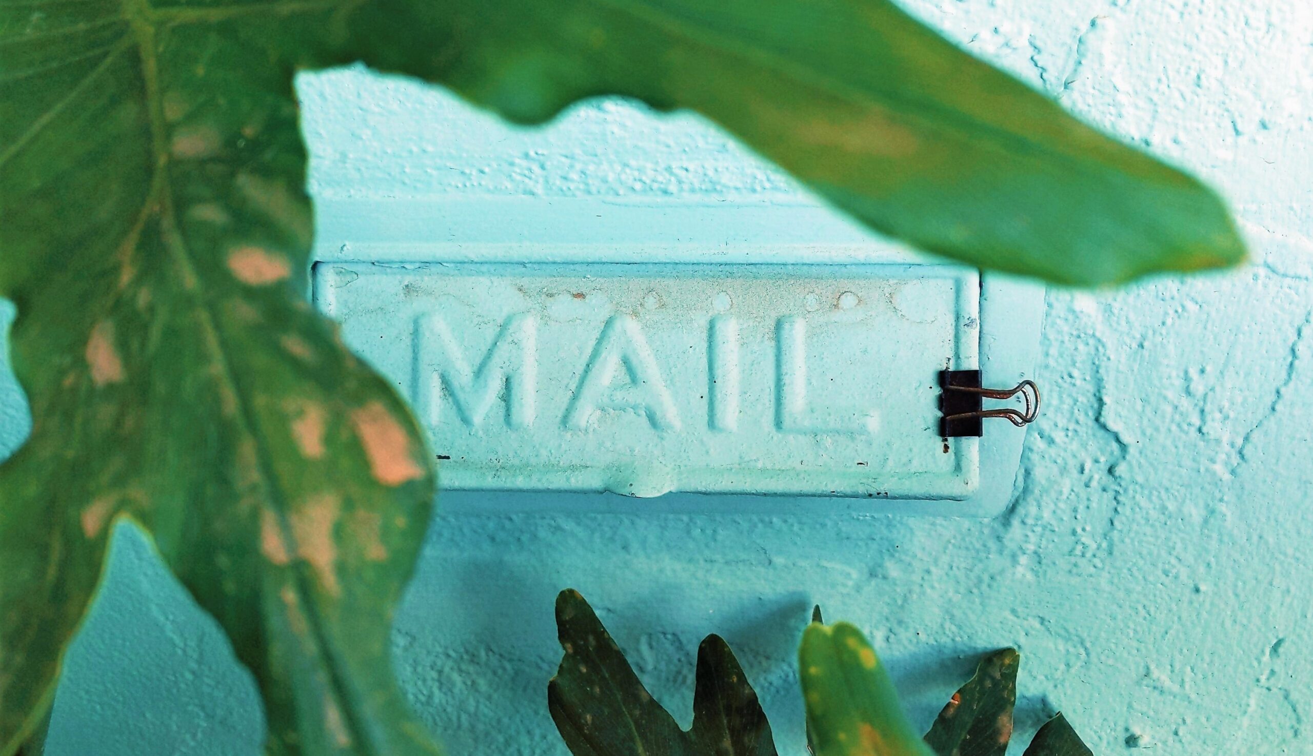 A mail sign appears in the background on a light turquoise blue wall with large green leaves of tropical plant in the front.