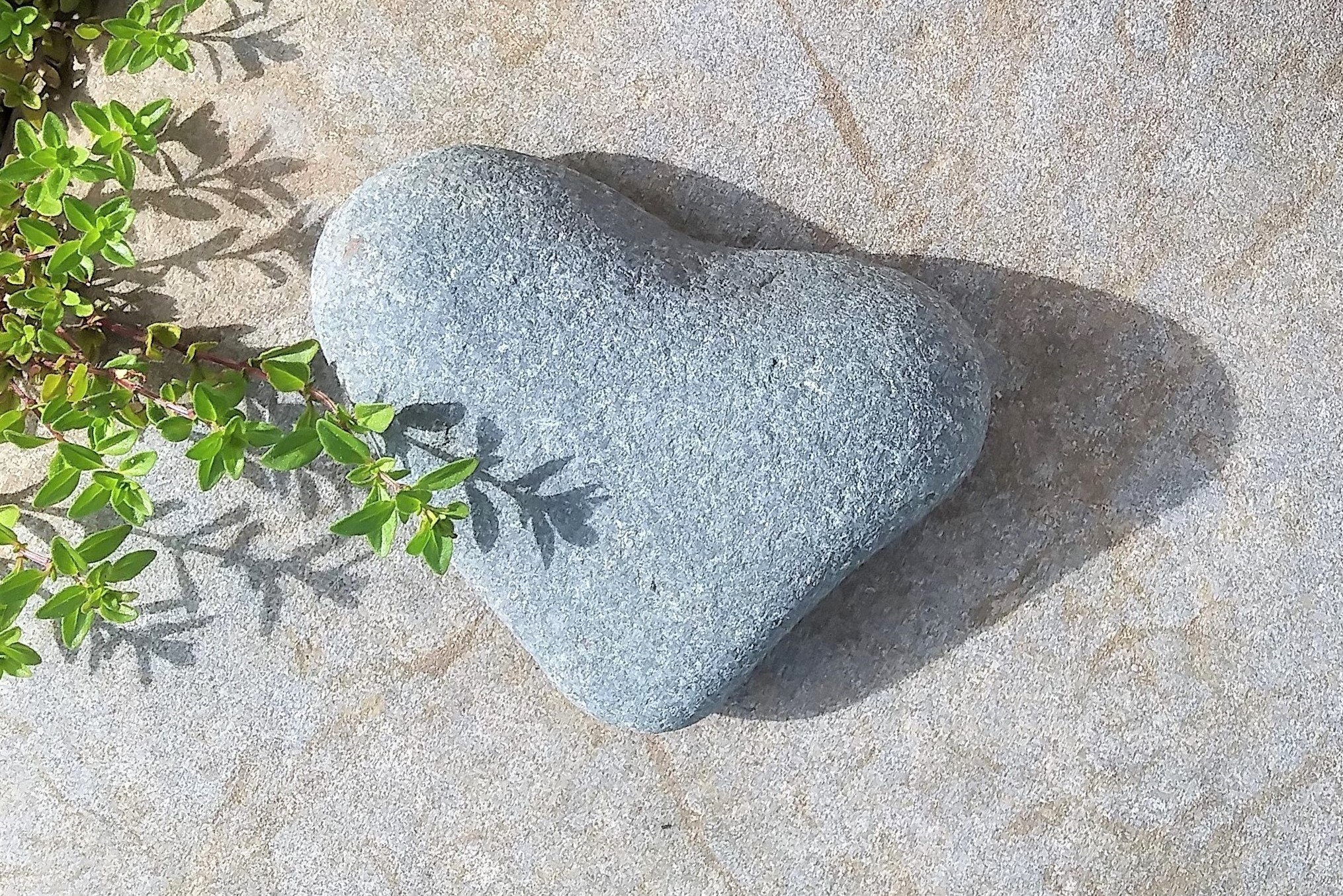 A soft grey heart shaped rock is sitting on a pink colored much wider bedrock with branches of tiny greenery all around.