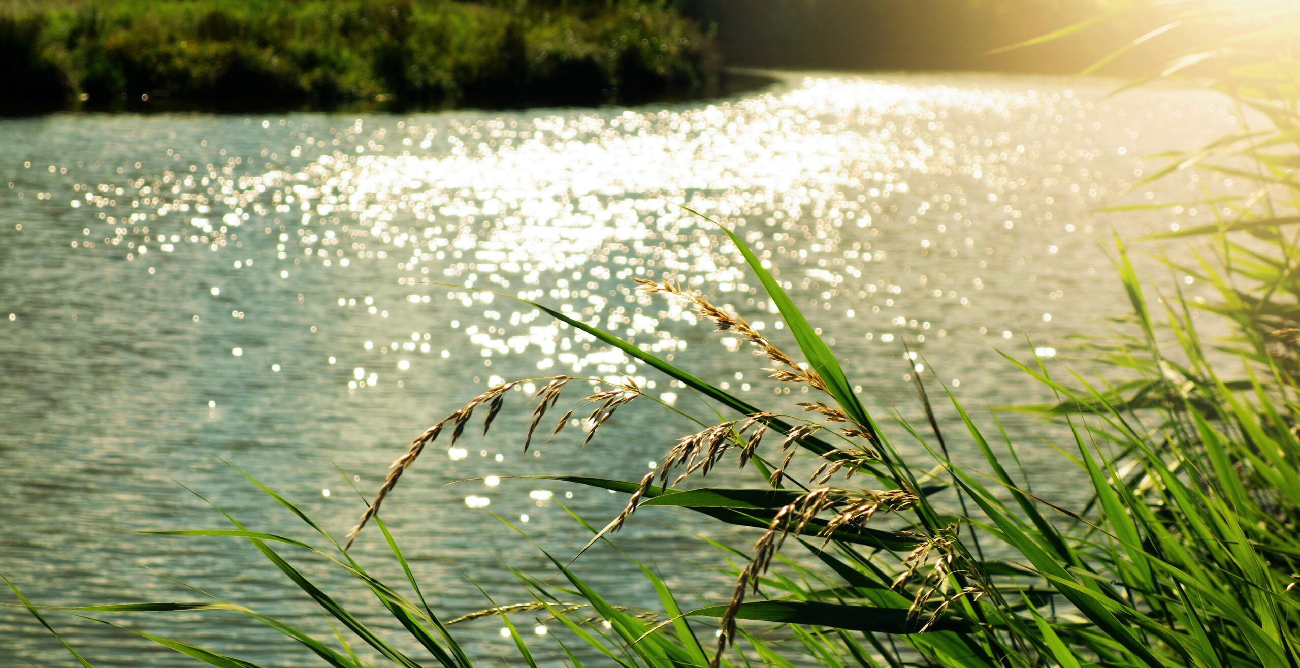View of green grasses with bright sunny water in the background.