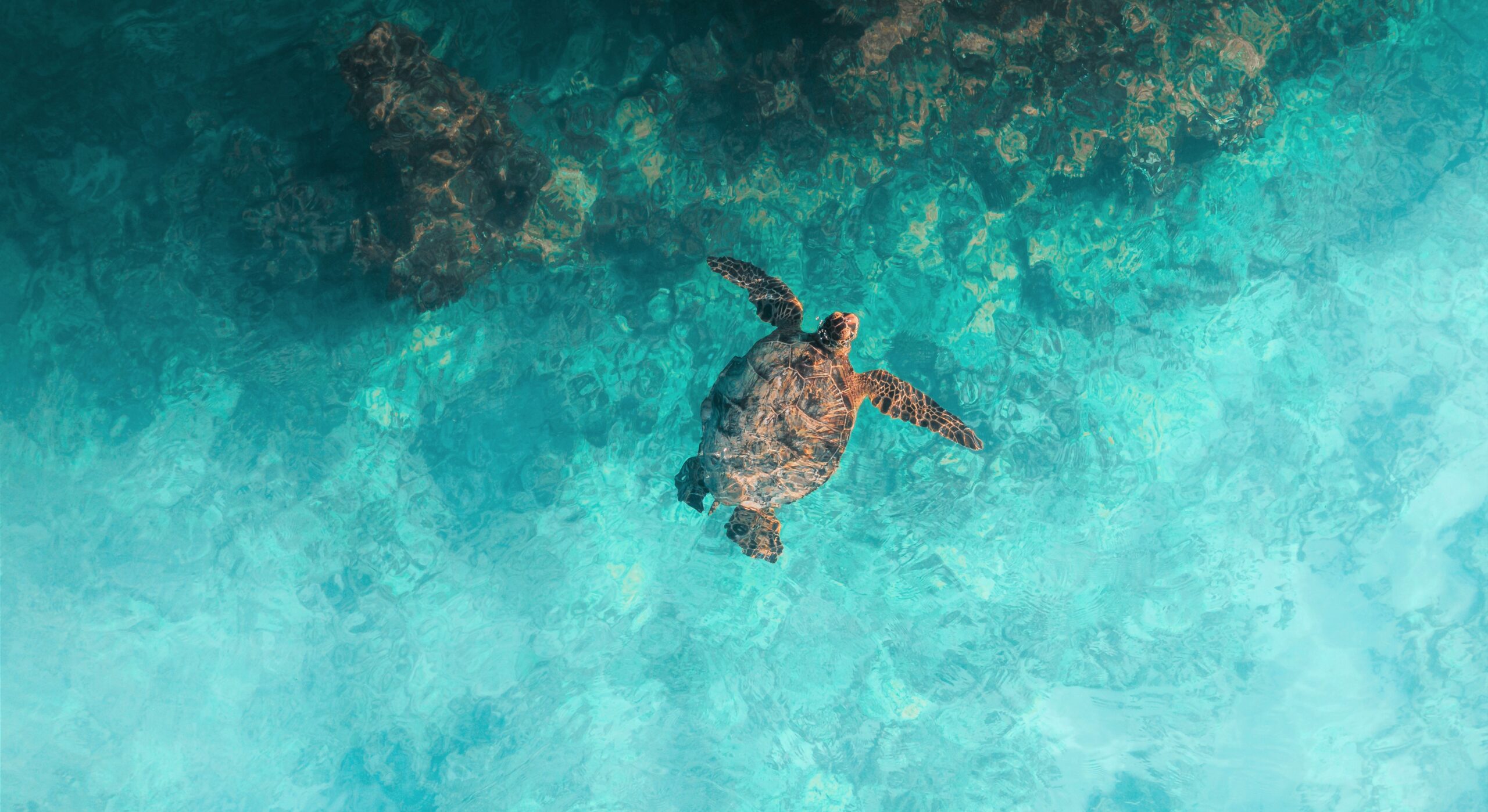 A sea turtle is gracefully swimming in bright turquoise waters.