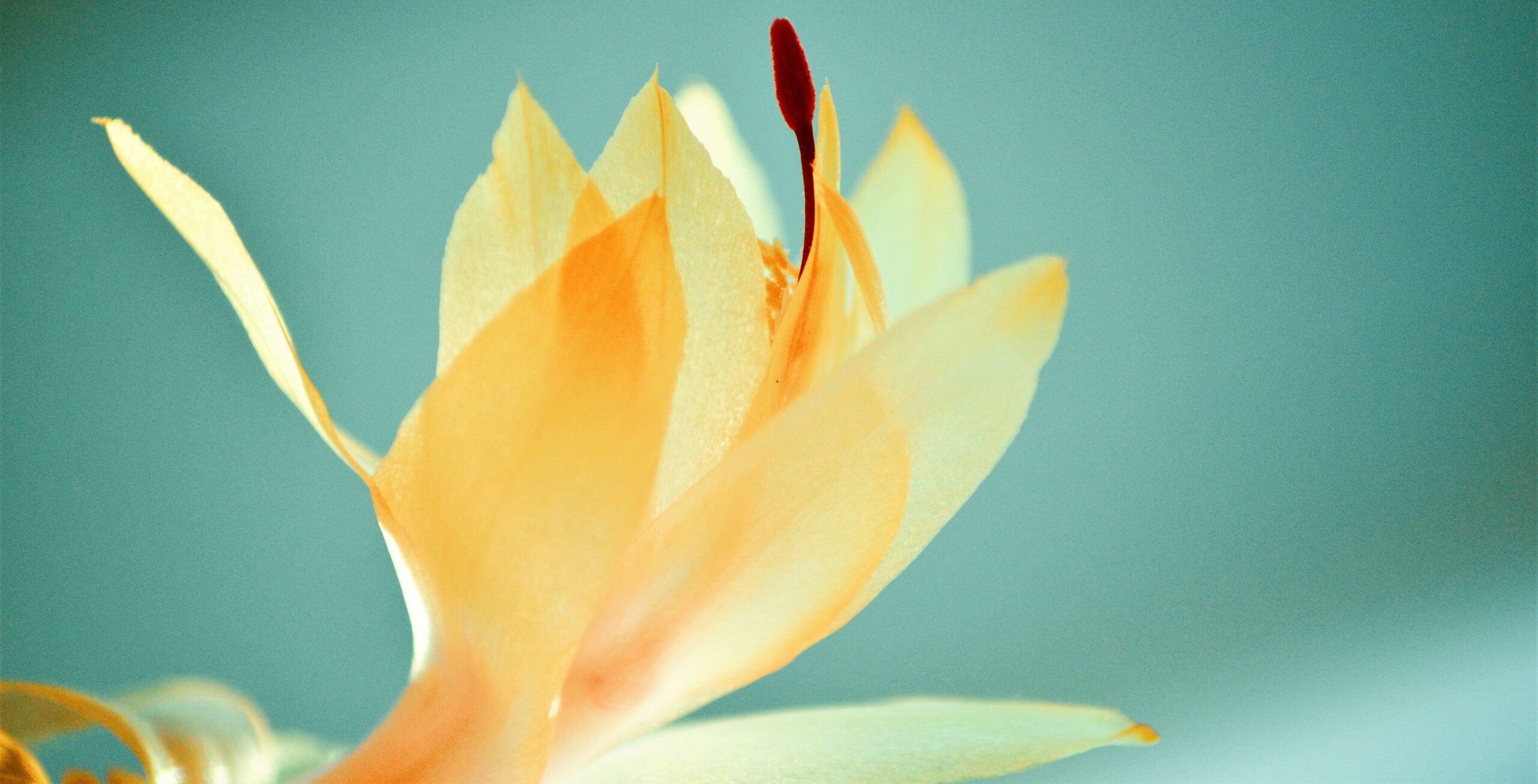 A yellow flower is soaring on a deep blue sky background.