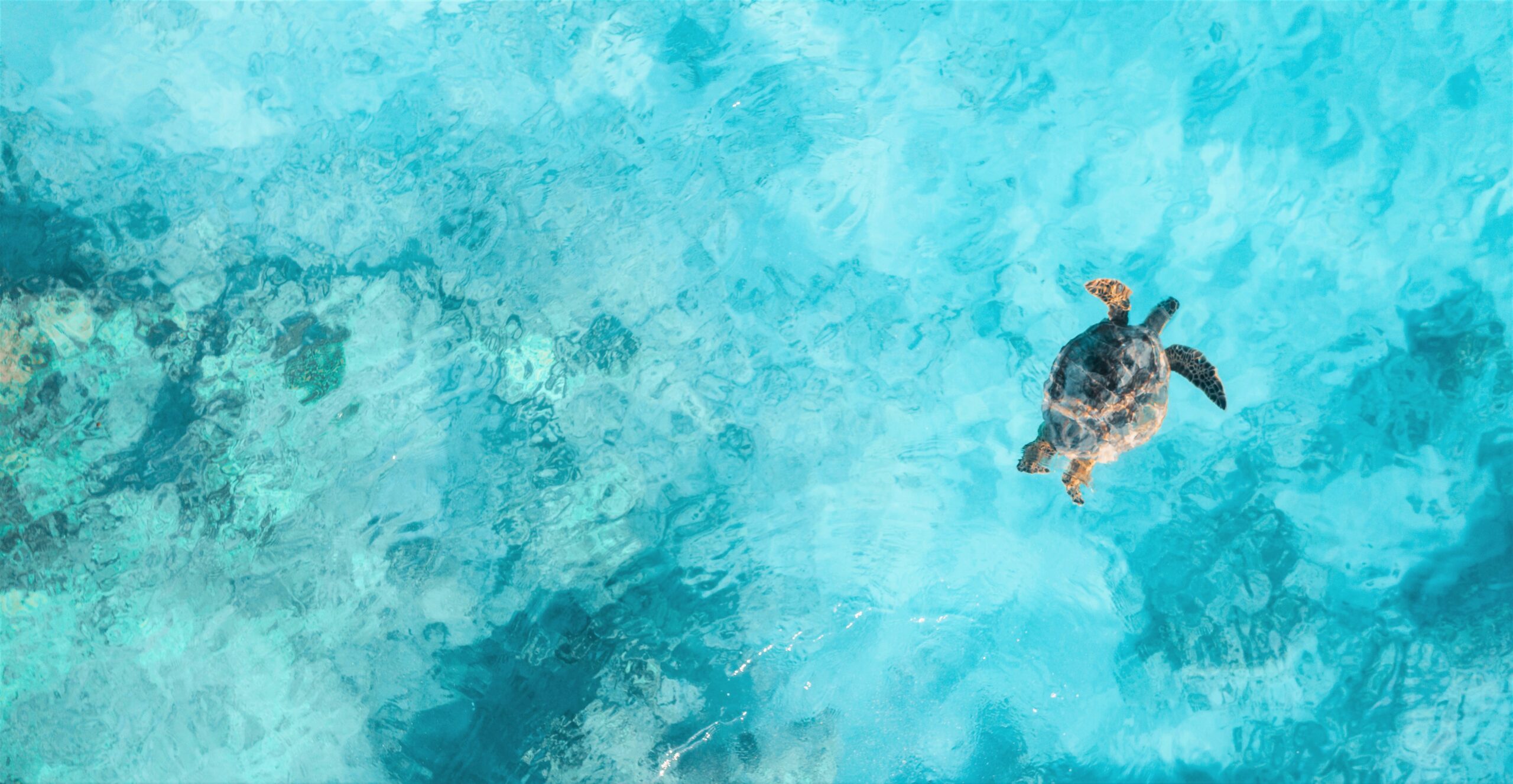 A sea turtle is swimming is bright turquoise waters.