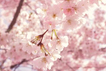 Branches of a fully bloomed cherry tree showcase their warm fluffy pink flowers on a bright sunny day.