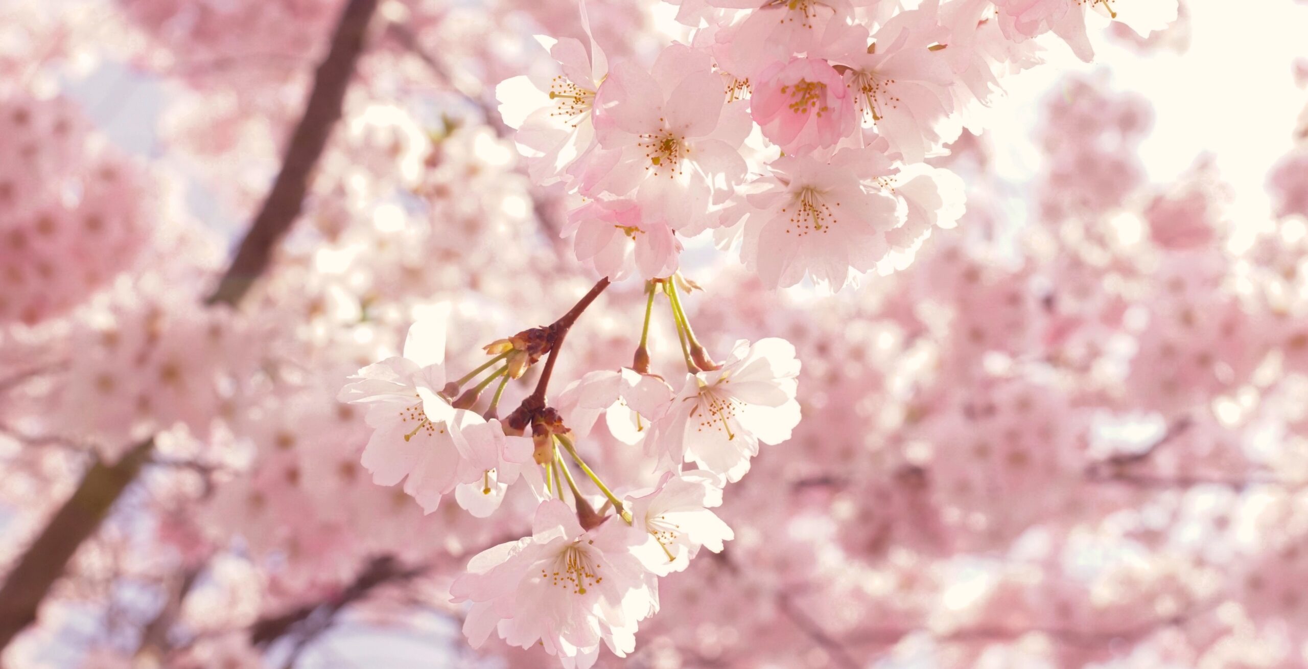 Branches of a fully bloomed cherry tree showcase their warm fluffy pink flowers on a bright sunny day.